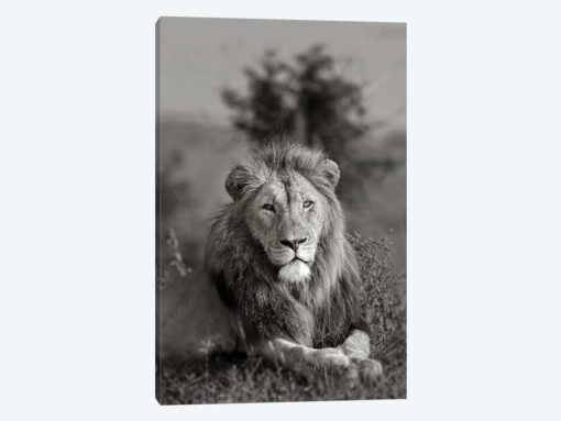 The King