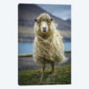 The Sheep