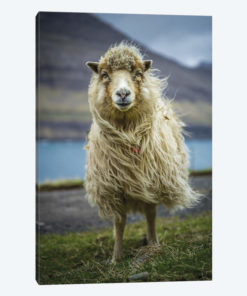 The Sheep