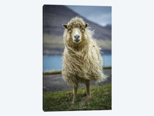 The Sheep