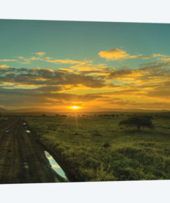 The Wildlife Road