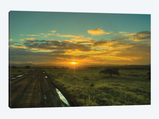The Wildlife Road