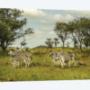 Zebra Family