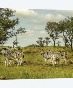Zebra Family