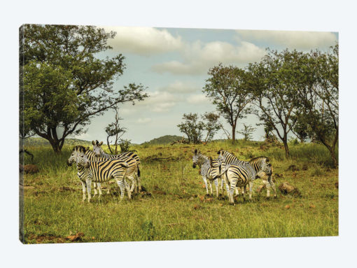 Zebra Family