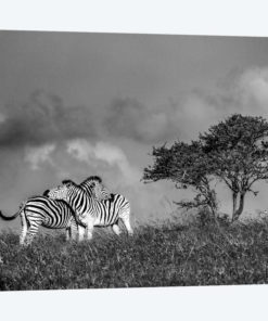 Zebras