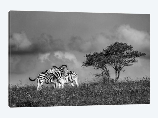 Zebras