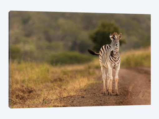 Alone In The Wild