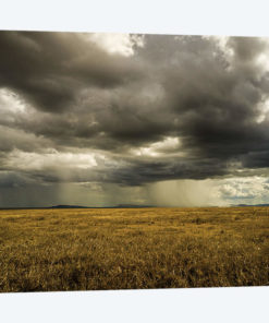 Rain In Serengeti