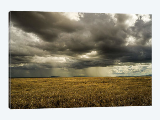 Rain In Serengeti