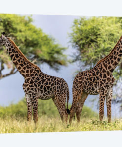 Twins
