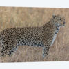 Hunting