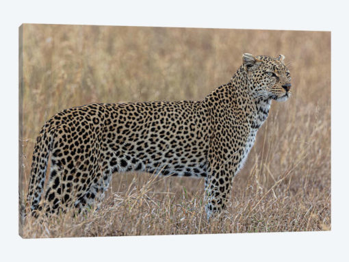 Hunting