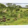 Elephant Heard