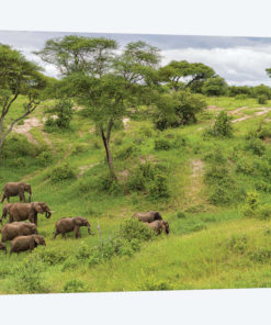 Elephant Heard