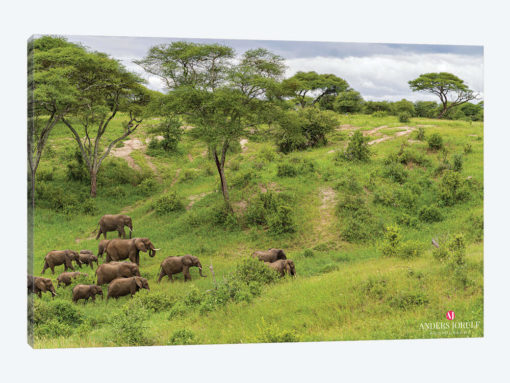 Elephant Heard