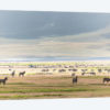 Ngorogoro