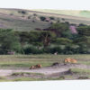 Lion Sleep
