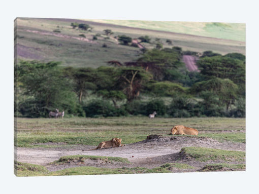 Lion Sleep