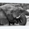 Bathing Elephants