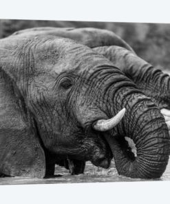 Bathing Elephants