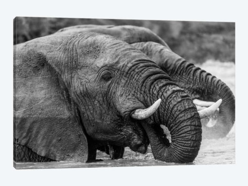 Bathing Elephants