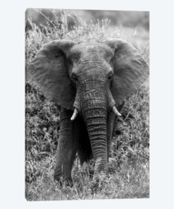 Elephant In The Bush