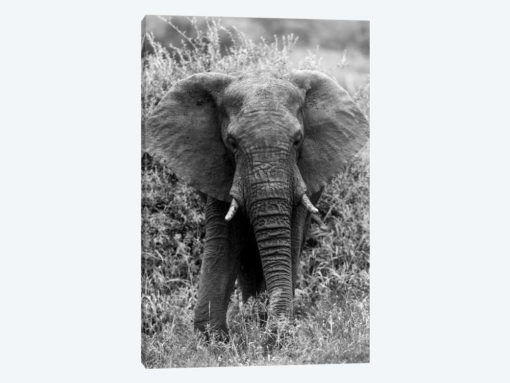 Elephant In The Bush