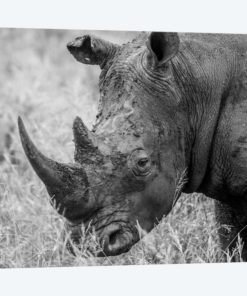 Rhino's Male