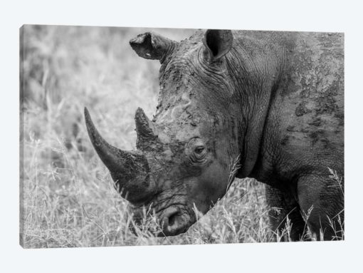 Rhino's Male