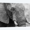 Sleeping Elephant