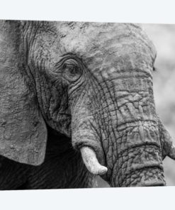 Sleeping Elephant