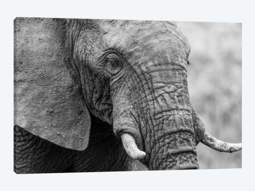 Sleeping Elephant