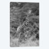 Stately Giraffe