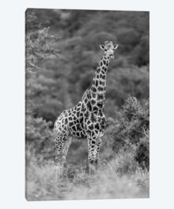 Stately Giraffe