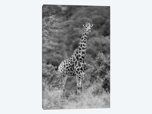 Stately Giraffe