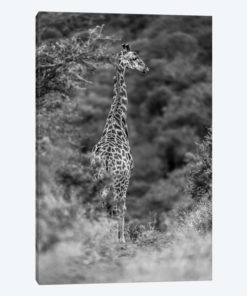 The Young Giraffe