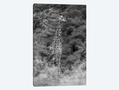 The Young Giraffe