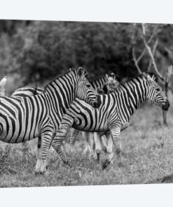 The Zebra Family