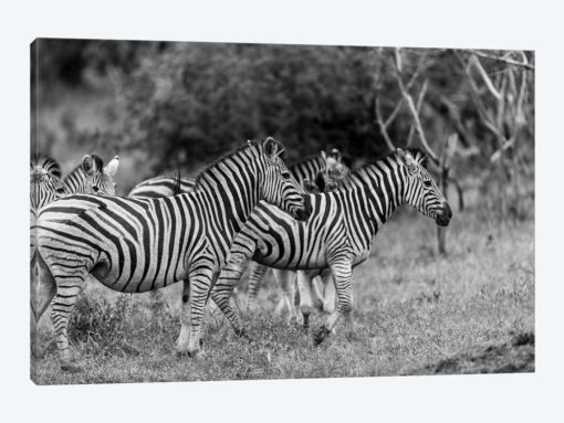 The Zebra Family