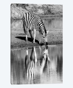 Zebra By The Water