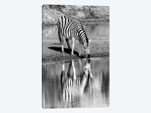 Zebra By The Water
