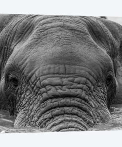 Elephant Partially Submerged