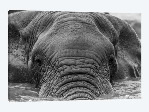 Elephant Partially Submerged