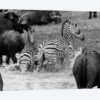 Zebras And Wildebeests