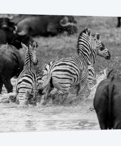 Zebras And Wildebeests