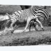 Zebras Running