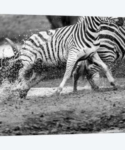 Zebras Running