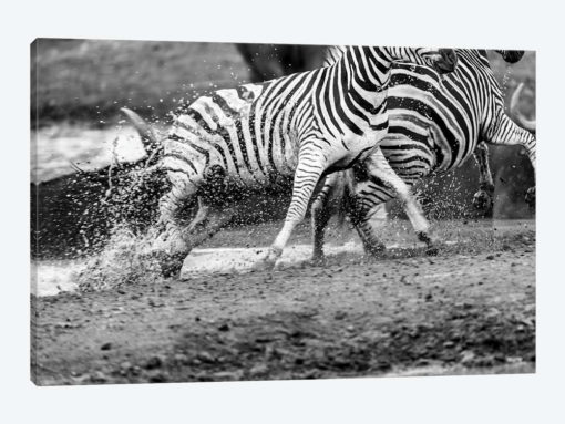 Zebras Running