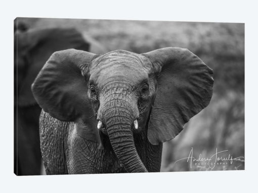 Baby Elephant
